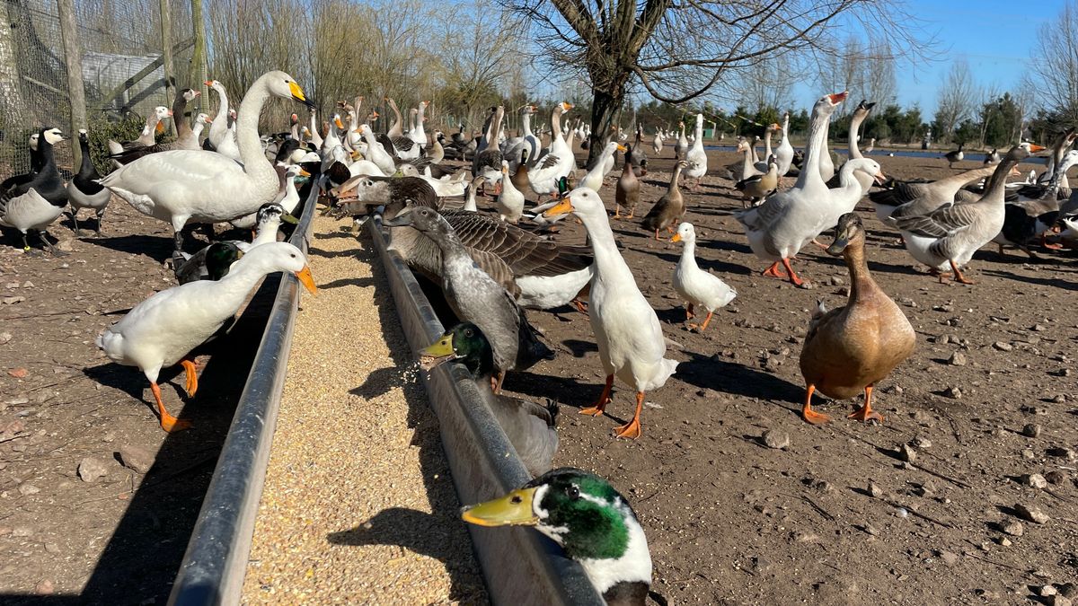 Akka's Ganzenparadijs in Dalen onder vuur: 'Het is een vogelvrij gebeuren'