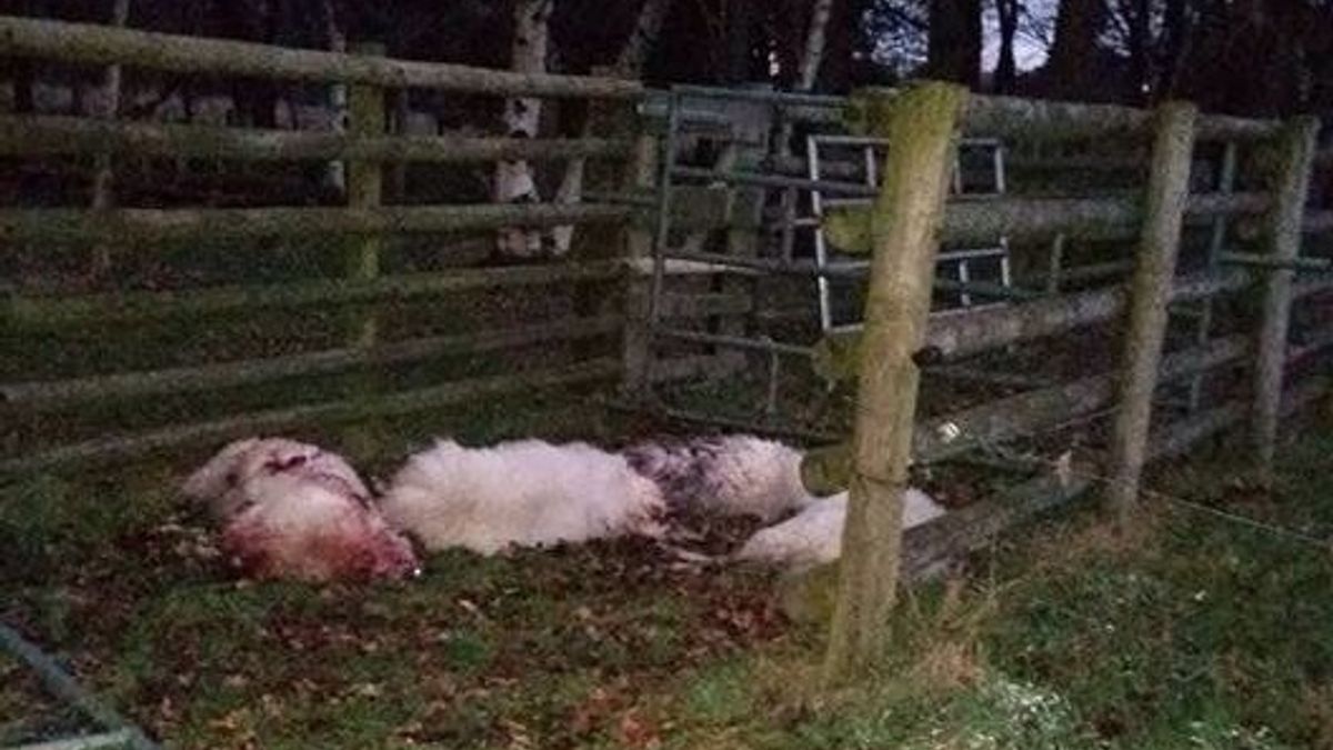 Slachting onder schapen in Uffelte