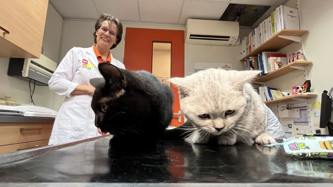 De gechipte katten met dierenarts Karin Rosenveldt