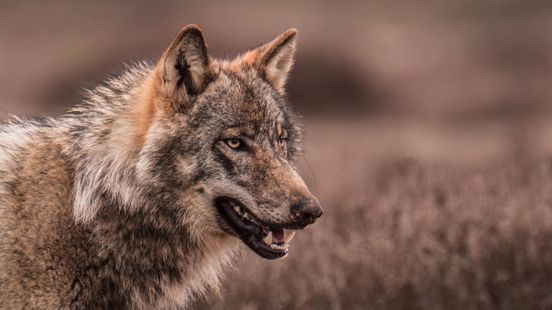 Foto: DNA toont inteelt wolven aan: Veluws paar is broer en zus