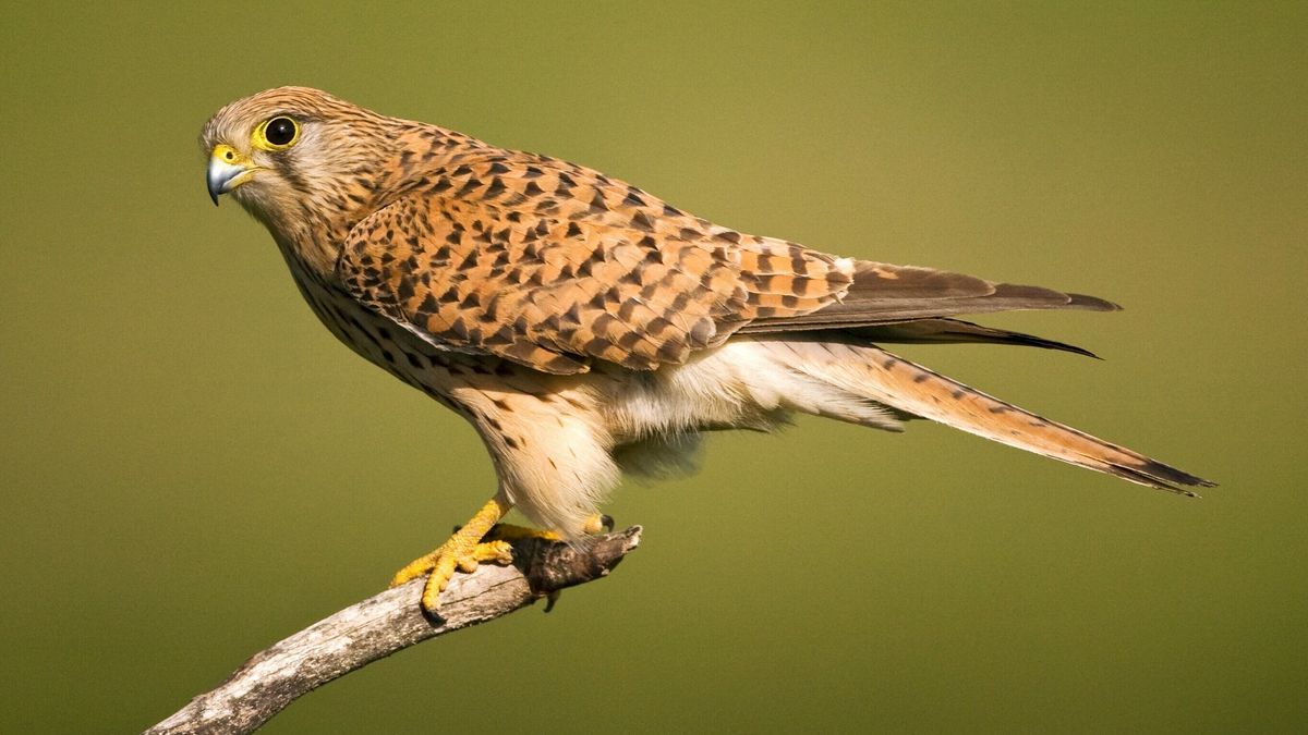 Torenvalken met vogelgriep aangetroffen in Fryslân