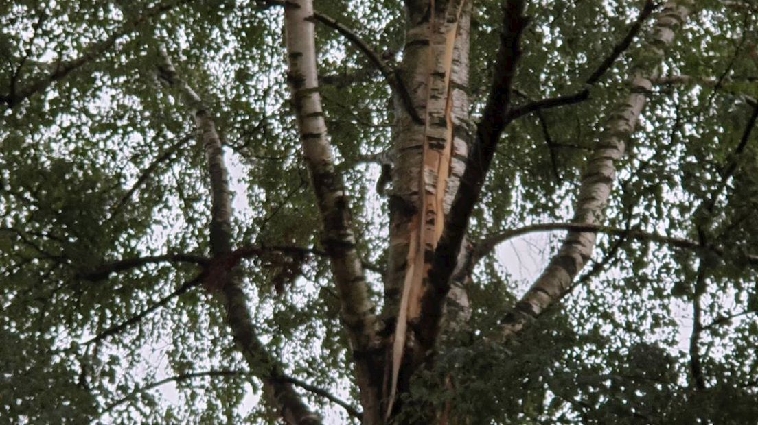 De boom in Borne had het flink te verduren door het onweer