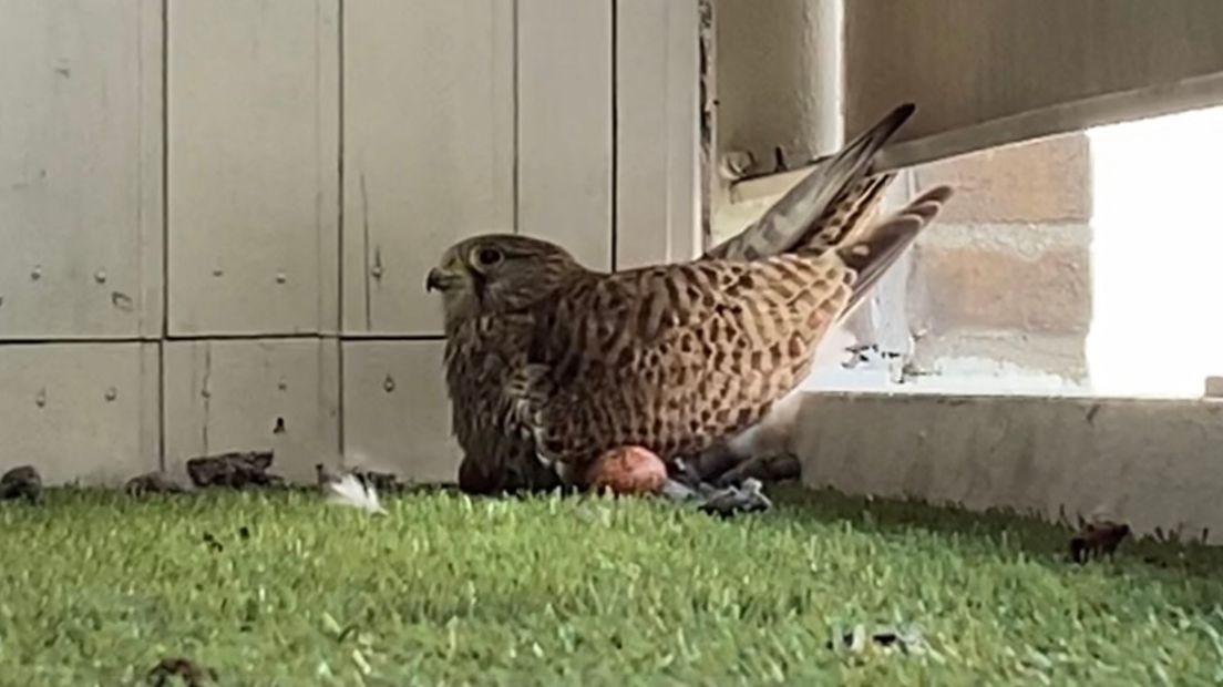 De torenvalk op het balkon van Meta