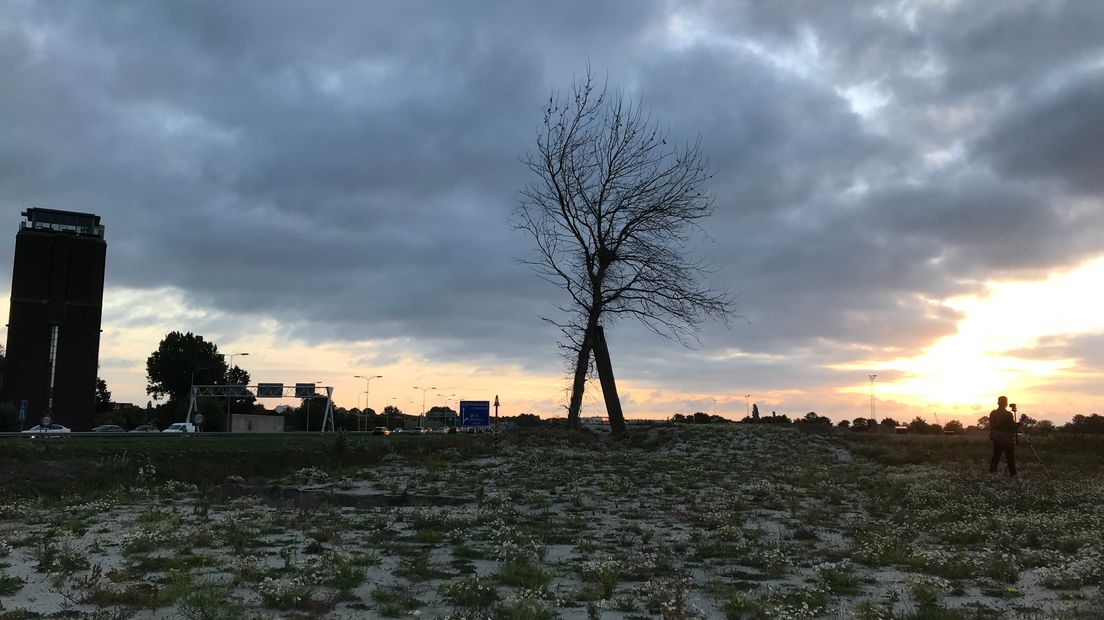 Dinsdagochtend stond de 'buizerdboom' nog overeind