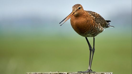 Raad van State blokkeert nieuwe regels voor boeren in Arkemheen