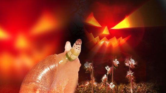 Halloween in de natuur: Dracula is een plant en woont in Gelderland