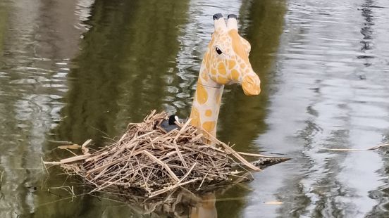 Kunstenaar verrast door broedende meerkoet op nek giraffe: 'Mooie en veilige plek'