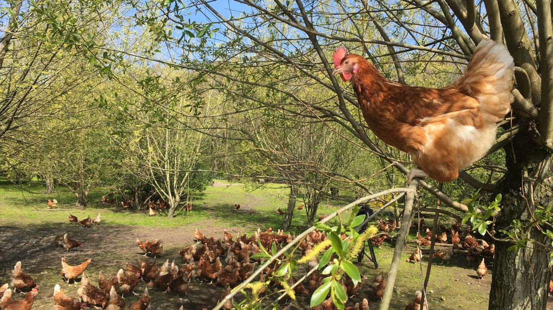 De kippen mogen vanaf morgen weer naar buiten (Rechten: archief RTV Drenthe)
