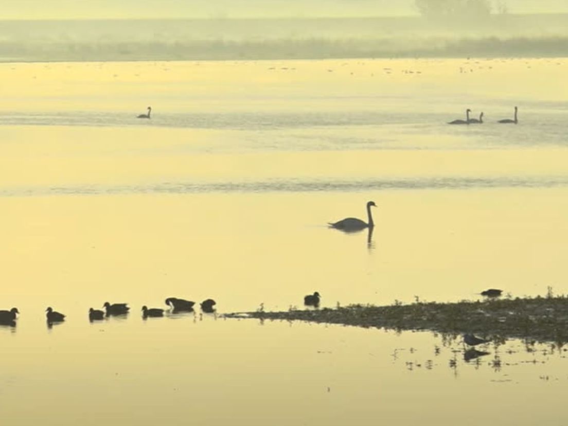 Vogels in de Biesbosch