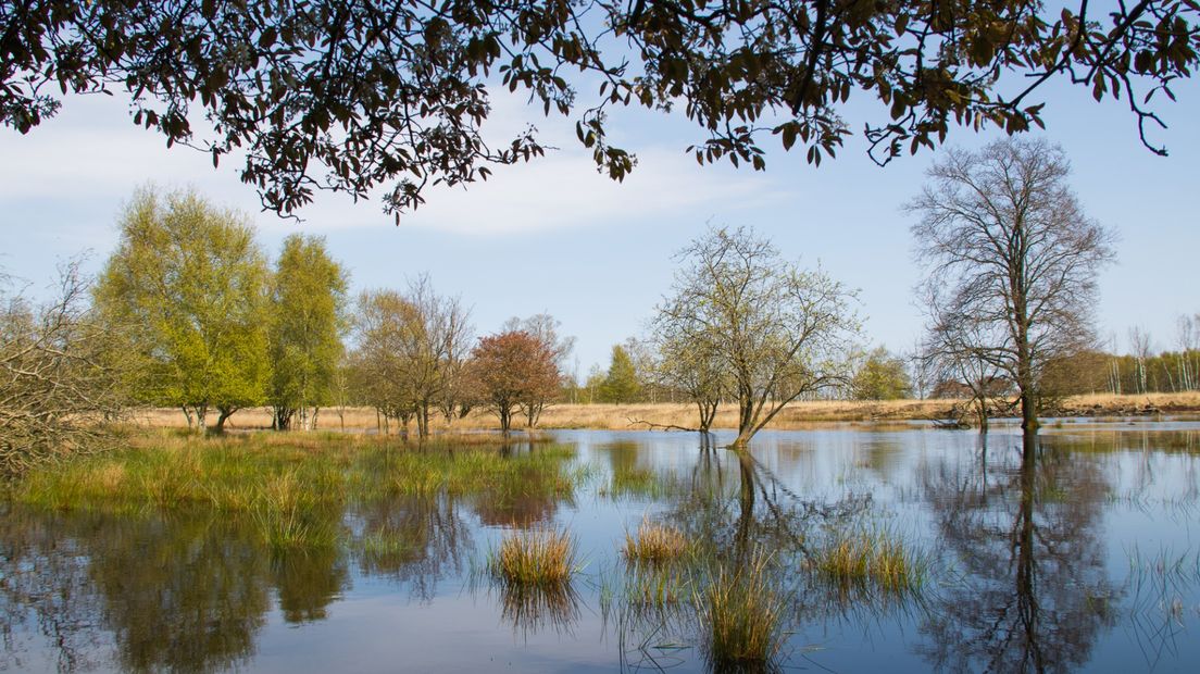 Het Bargerveen moet continue onder water staan (Rechten: Fred van Os/RTV Drenthe)