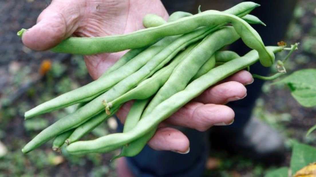 Biologische kwekers uit Gelderland gaan dinsdag naar het Europarlement in Brussel om actie te voeren tegen patenten op veredelde groenten.  Volgens de kwekers zijn de patenten een groot gevaar voor de verdere vrije ontwikkeling van betere groentes.