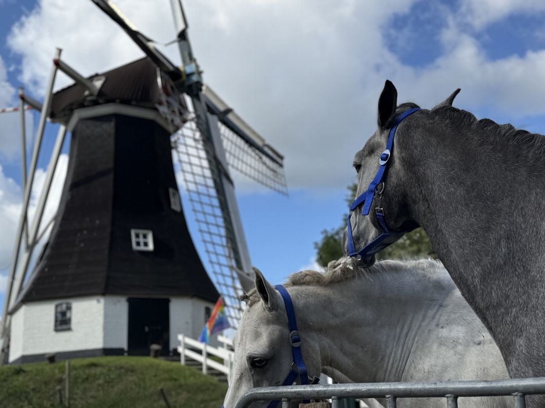 Paardenmarkt Rolde verhuist na 240 jaar en trekt meteen meer publiek én paarden