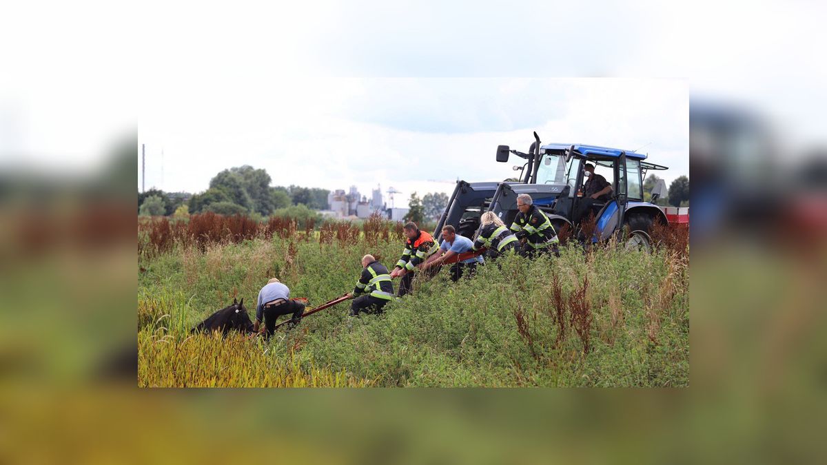 Paard-en-wagen belandt in de sloot in Sumar