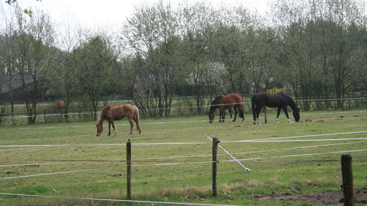 Paard mishandeld in Uffelte