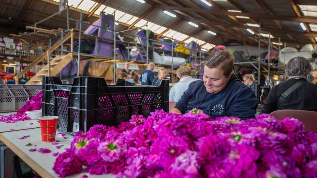 Groot tekort aan dahlia's, Vollenhove legt ze in de koeling
