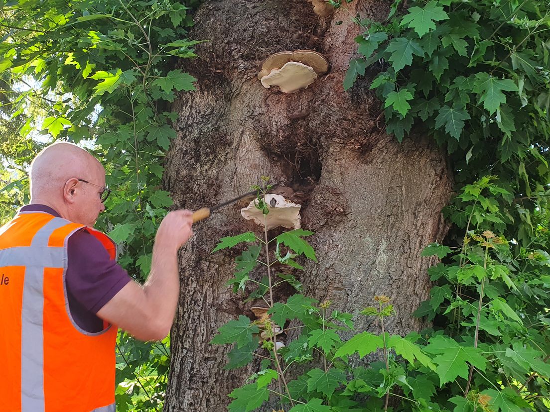 Ronald Loch inspecteert een boom aan de Heemraadssingel.