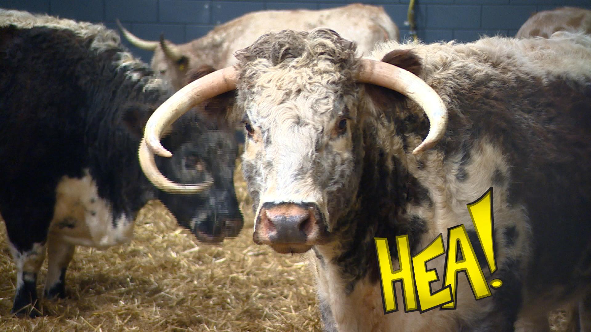 HEA! Wyldwest by de show Royal Friesian yn it WTC