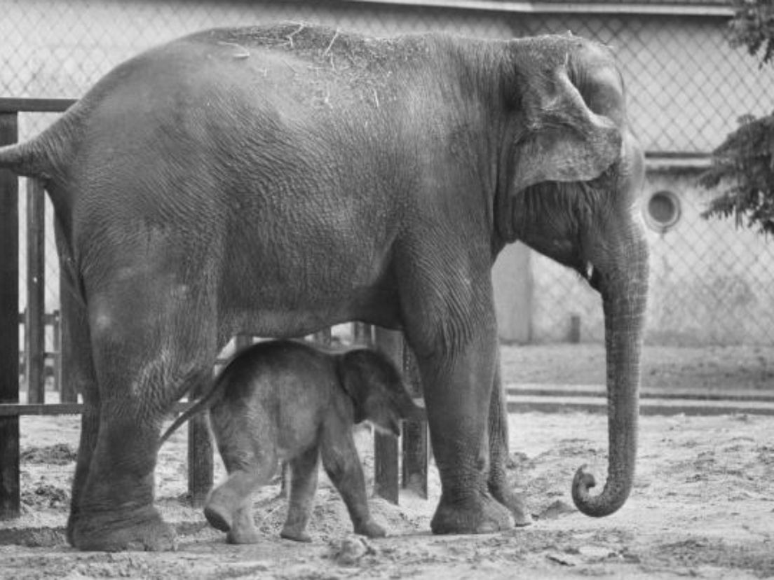 Olifantenbaby Bernhardine eerste keer buiten in Diergaarde Blijdorp te Rotterdam.