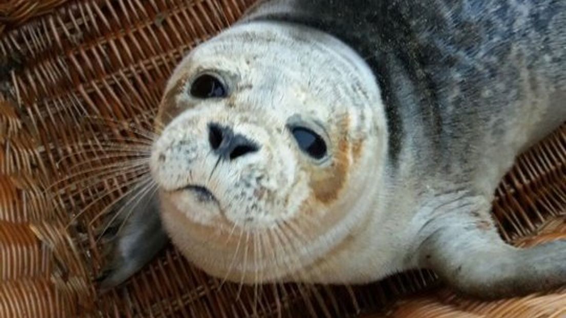 Nieuw alarmnummer gestrande zeedieren