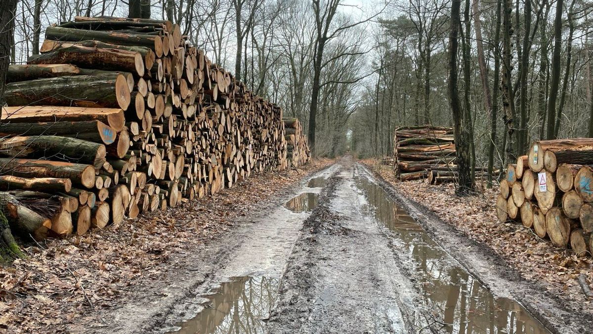 Verontwaardiging over bomenkap in Emmerdennen: 'Er is naar mijn idee