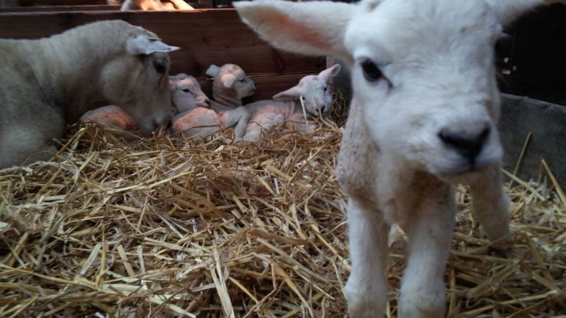 Bij zorgboerderij Tokhok in Arnhem werd vanochtend beschuit met muisjes gegeten. Daar werd maandag een lammetjesvijfling geboren. Dit tot grote verrassing van eigenaresse Esther van Kemp. Een vijfling is misschien niet uniek, maar wel zeldzaam. Suggesties voor leuke namen voor de lammetjes zijn welkom.