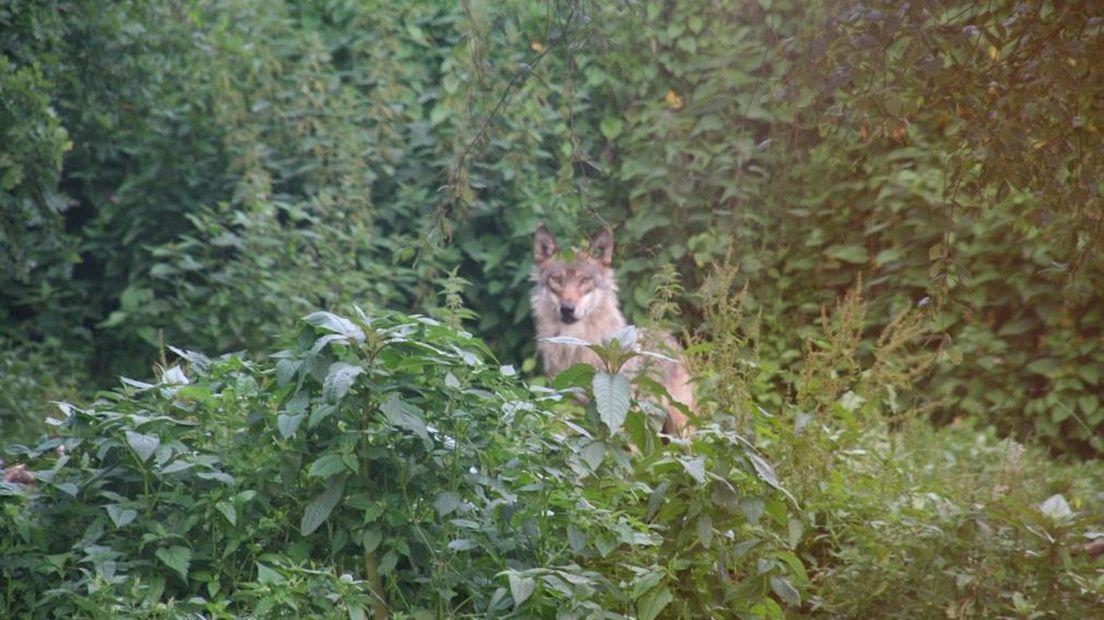 Europese wolf uit de Karpaten in Park Oikos in Ruinen