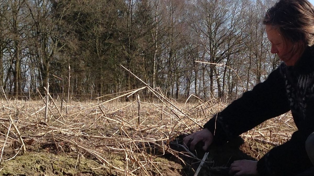 Asperges laten op zich wachten door de kou