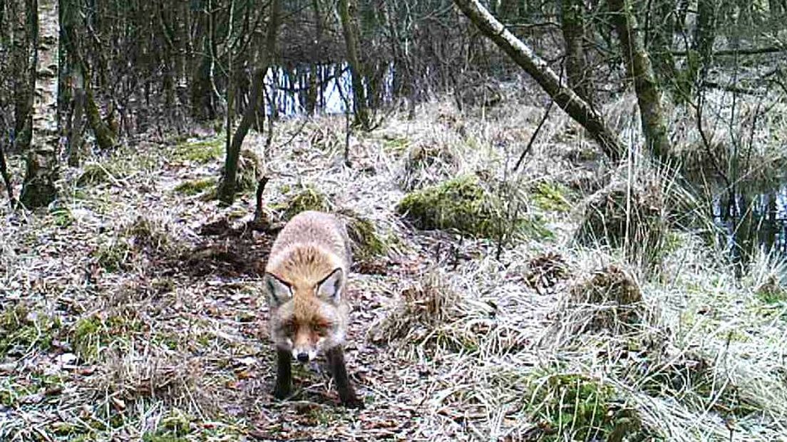 Deze vos kijkt recht in de camera (Rechten: Tonnie Sterken)