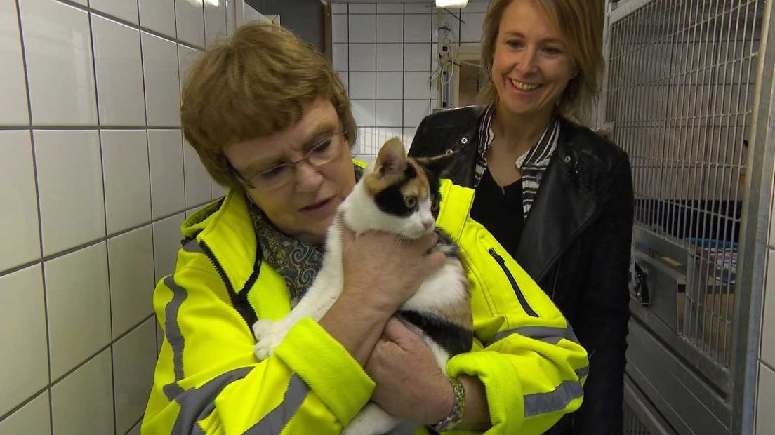 De telefoon van de dierenambulance Doetinchem/Winterswijk stond gisteren urenlang roodgloeiend. Er waren namelijk veel mensen die zich zorgen maakten om een kat die hoog in een boom zat.