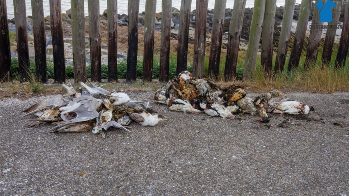 Tientallen dode vogels aangespoeld bij Borssele: vrees voor vogelgriep