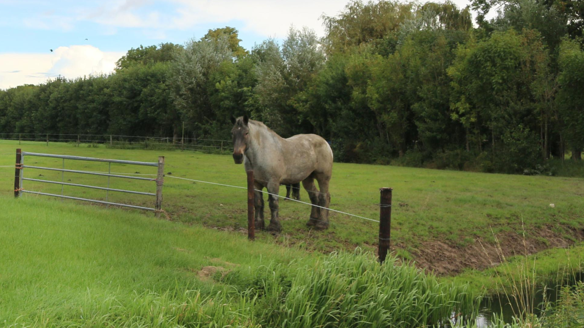 Wanneer wordt het paard opgehaald? Slepende 'paardensoap' voorlopig ten einde
