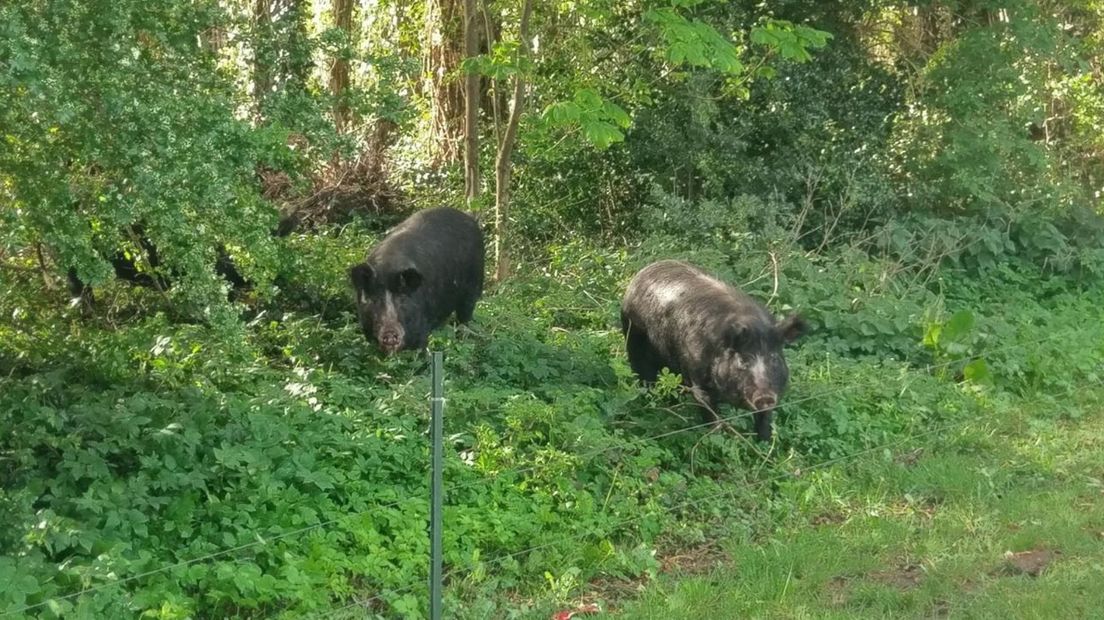 Akkervarkens uit de gemeente Borger-Odoorn