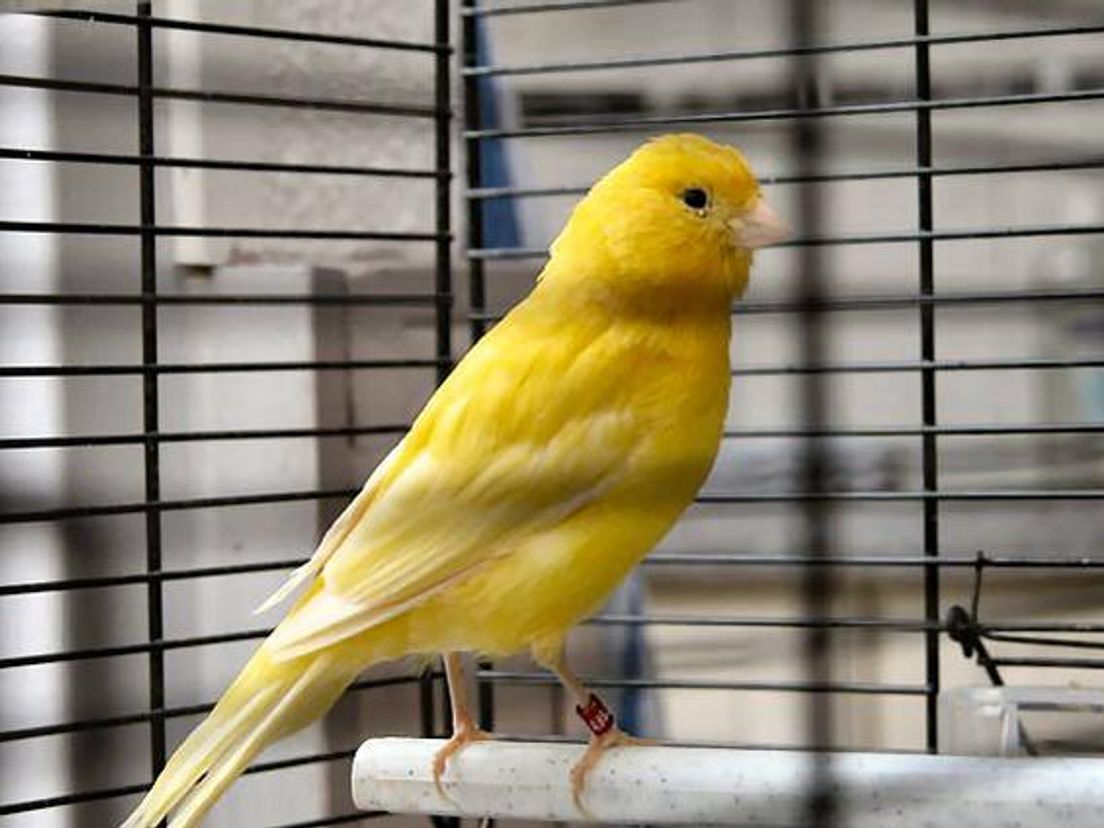 Kanariepietje