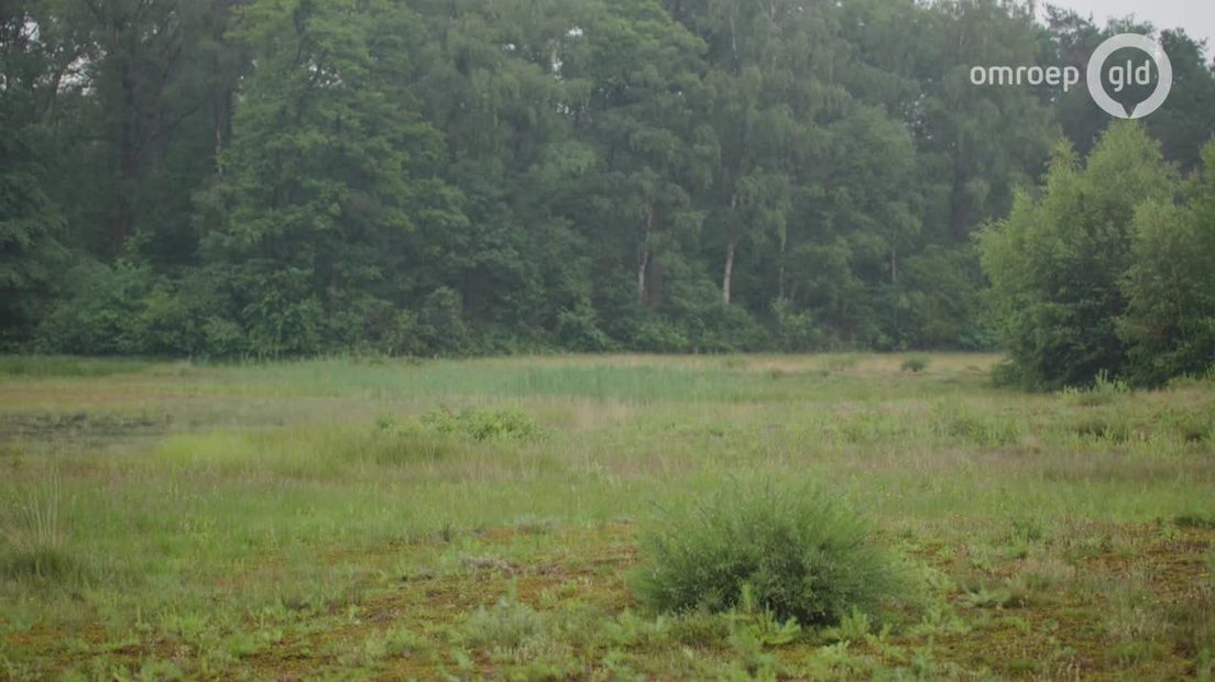 De Schatkist van Gelderland - Bijzondere wateraardbei op Hagen