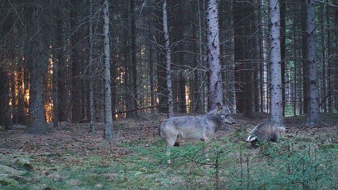 Das verdedigt de burcht tegen een wolf.