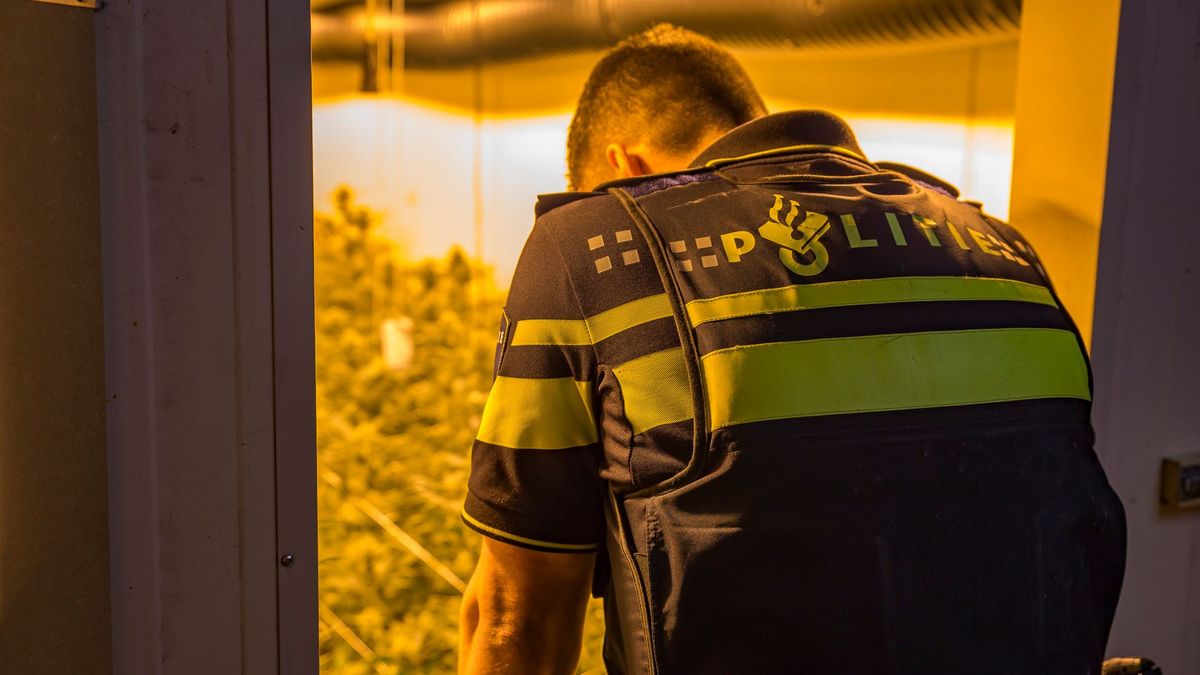 Drent en vier Brabanders bestraft voor hennepkwekerij in Barger-Compascuum