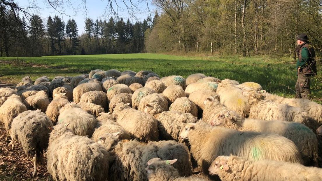 Veluwheideschapen begrazen de akkers in Renkum bij landgoed Quadenoord