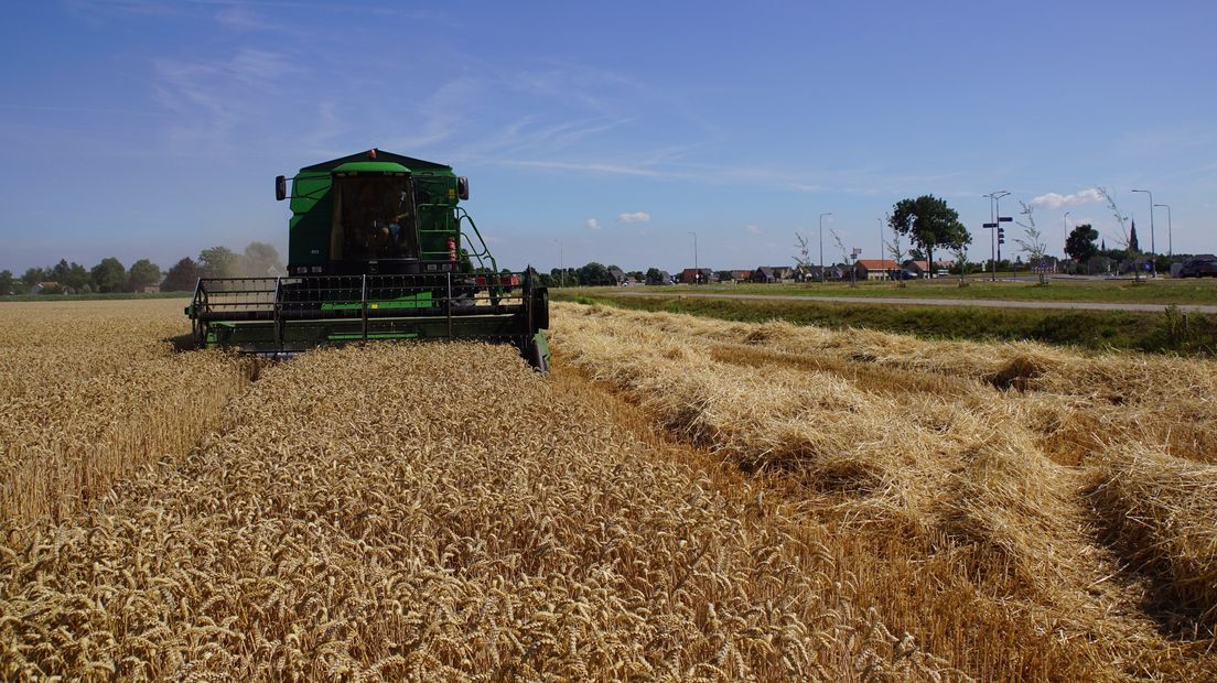 Tarwe wordt geoogst in Heinkenszand.