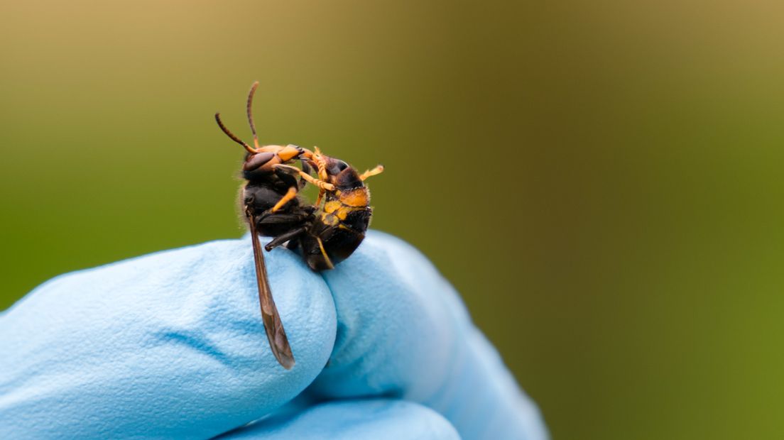 'Je kon goed zien dat het een vreemde was'