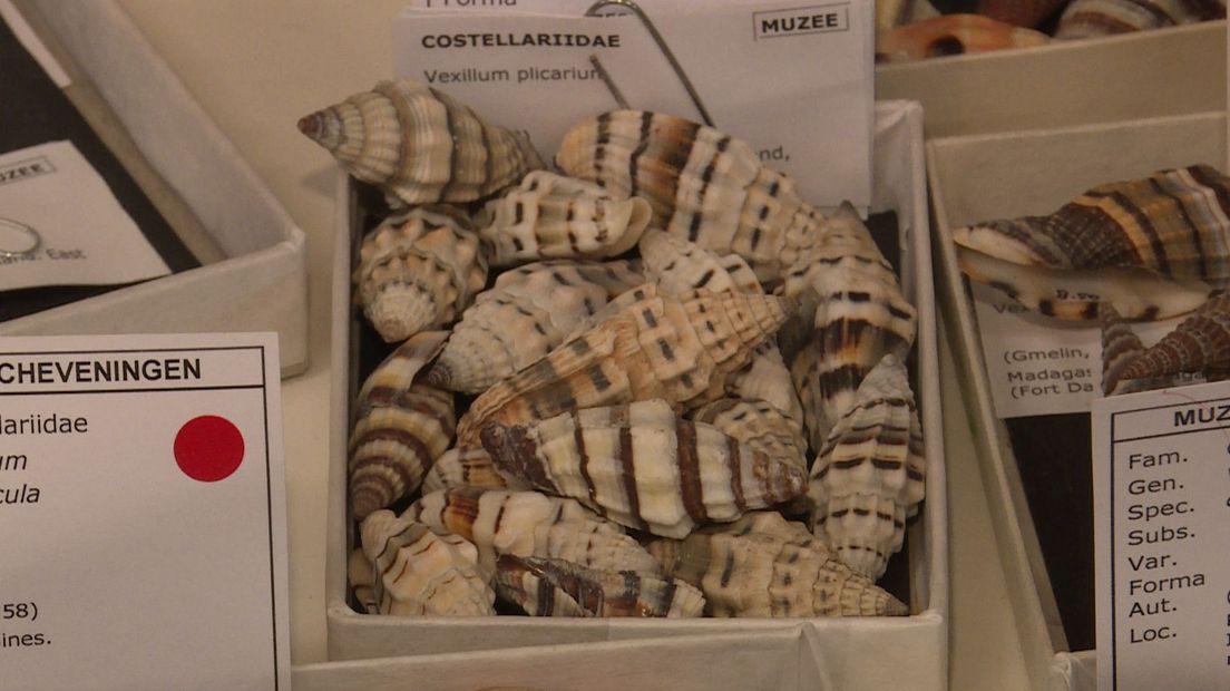 Muzee Scheveningen stopt met het verkoop van schelpen.