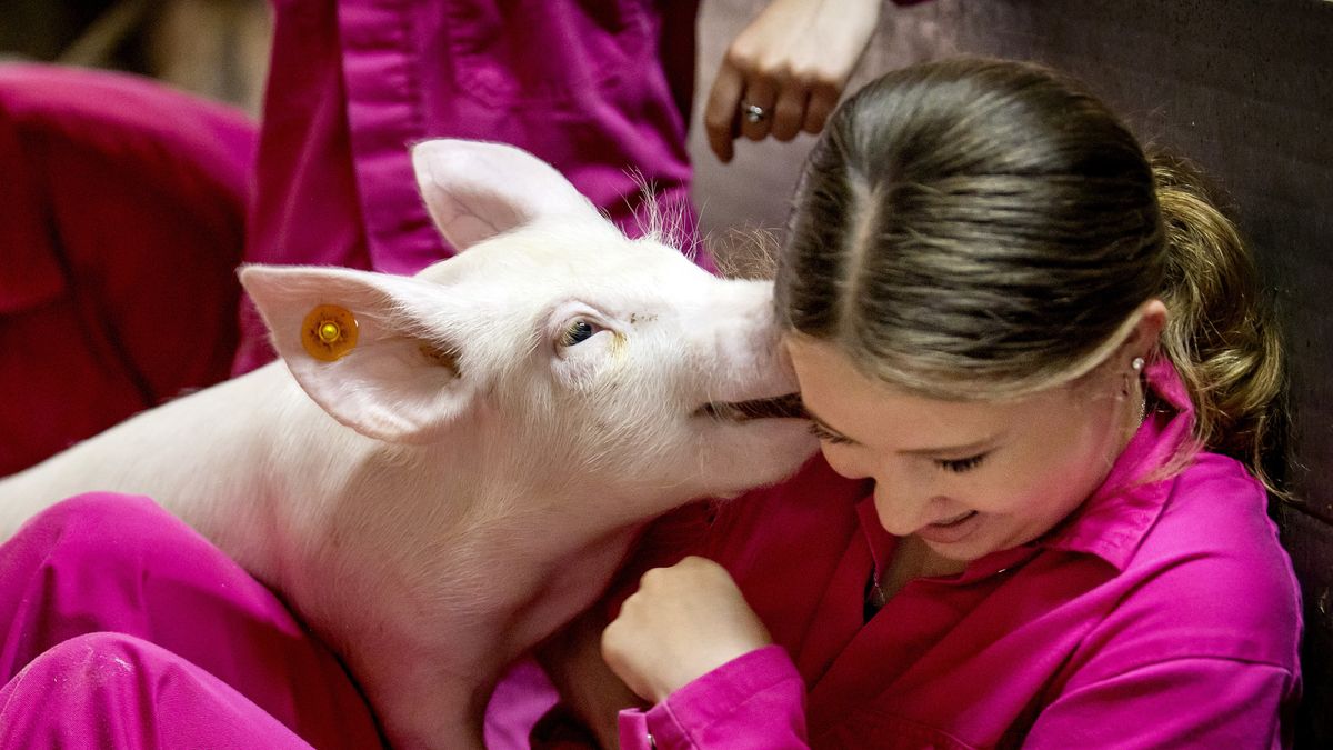 NVWA wil dat biggen knuffelen bij varkenshouder in Bathmen stopt