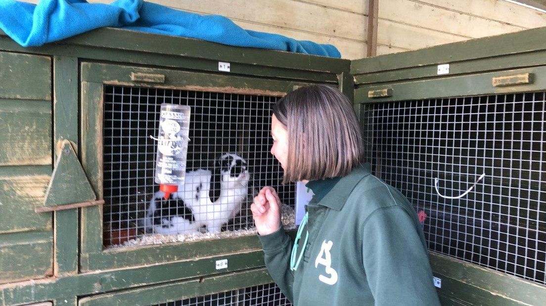 Dierentehuis Arnhem en Omstreken in Velp.