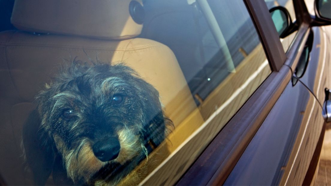 Een hond in een auto, op een zomerse dag.