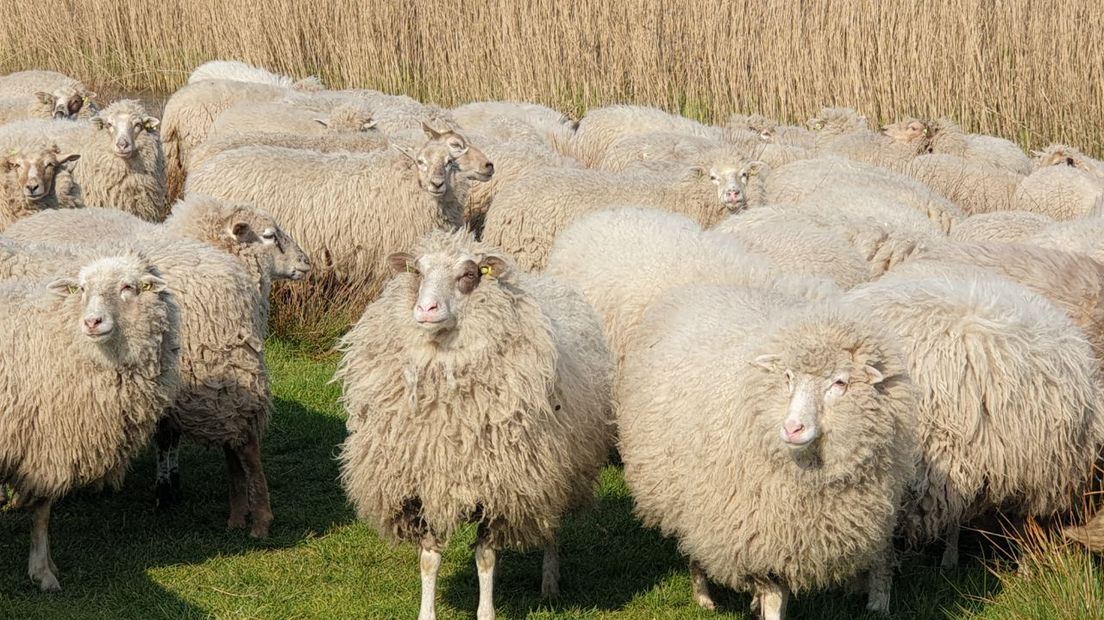 De schapen luisteren ook naar Reint en zijn honden (Rechten: RTV Drenthe/Dylan de Lange)