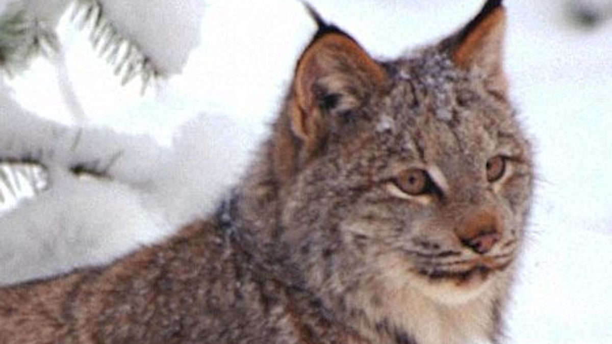 Lynx gezien in omgeving Noorbeek