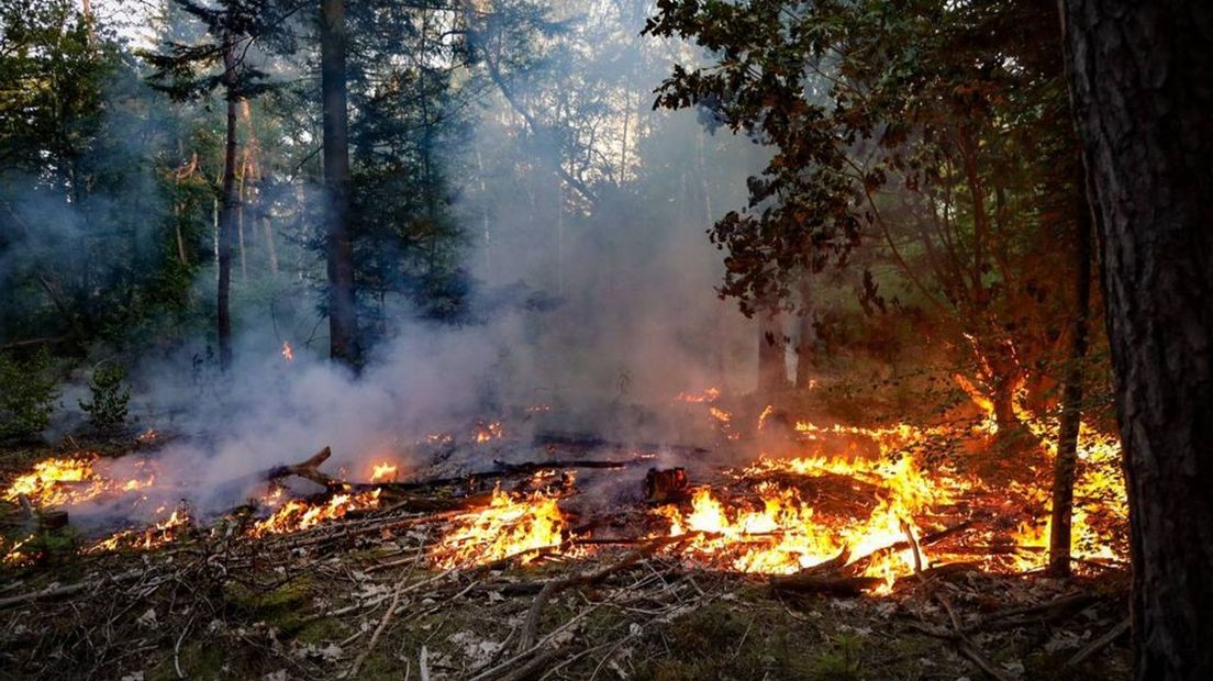 De bosbrand was snel onder controle.