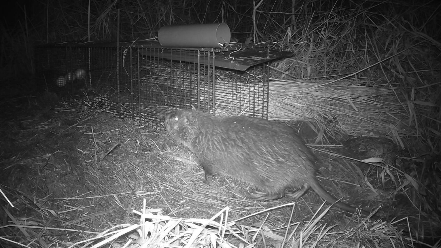 De beverrat bij de kooi