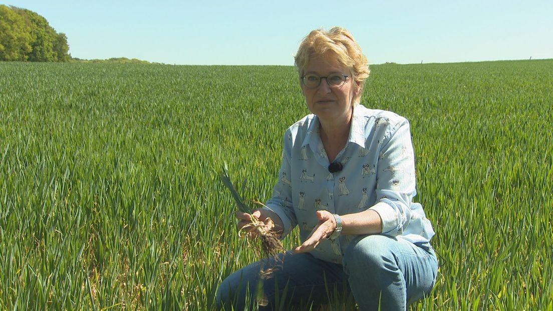 Boerin Carla Evers, lijsttrekker BBB in Overijssel