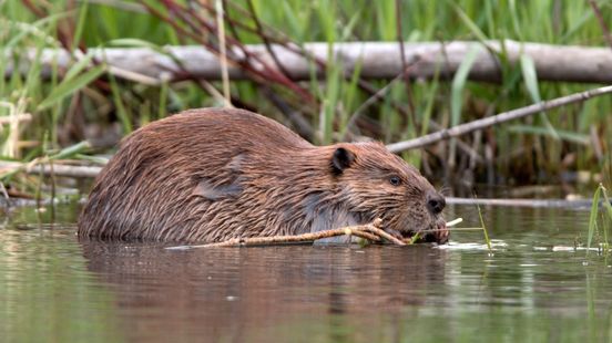 Provincie Limburg denkt mee over aanpak overlast bevers in Weert Nieuws