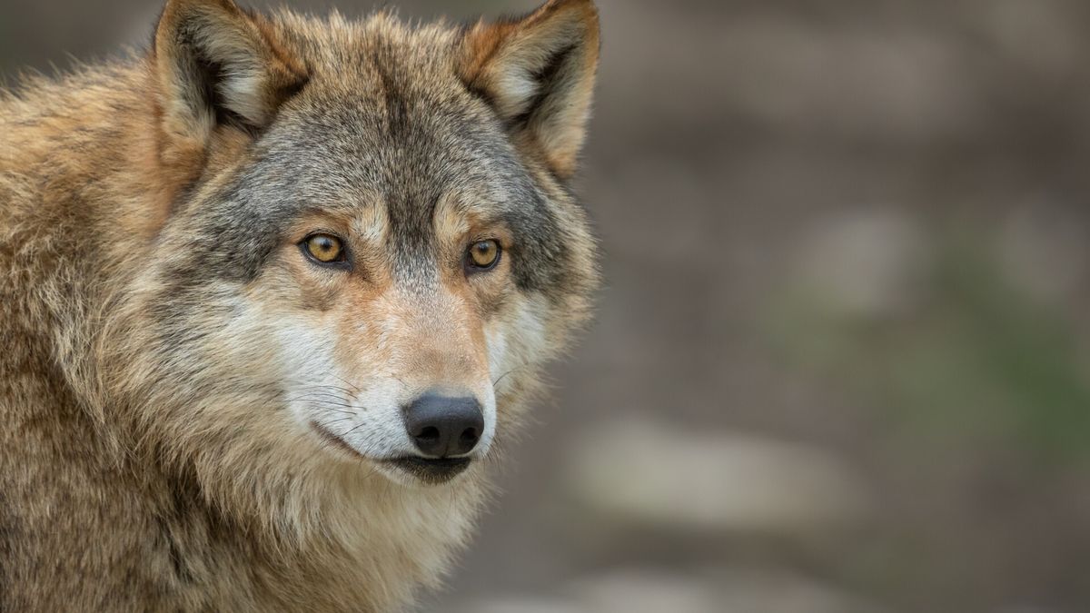 Wolf gespot in Peel en Maas en Leudal: 'Je moet er vooral van genieten'